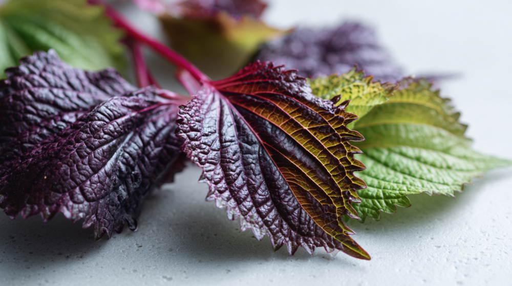 傷んだ大葉のアップ写真